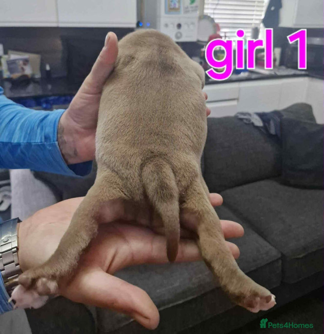 Old Tyme Bulldog dogs for sale: Oeb pups looking for forever homes 🏡  - Image 3