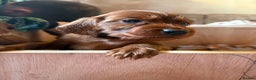 Irish Setter dogs for sale: ❤️🇮🇪Irish setter pups 🇮🇪 ❤️ - Advert 5