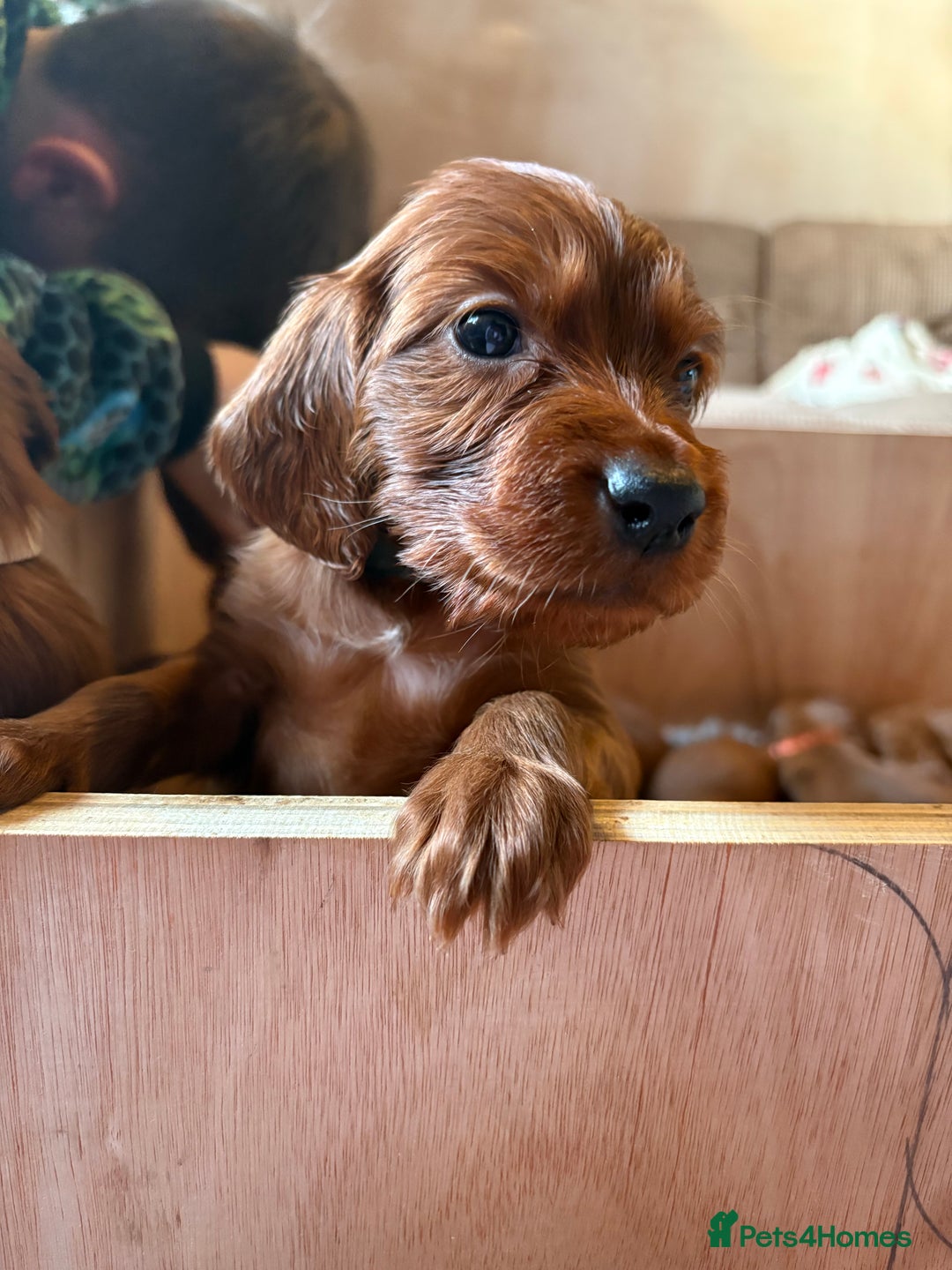 Irish Setter dogs for sale: ❤️🇮🇪Irish setter pups 🇮🇪 ❤️ - Advert 5