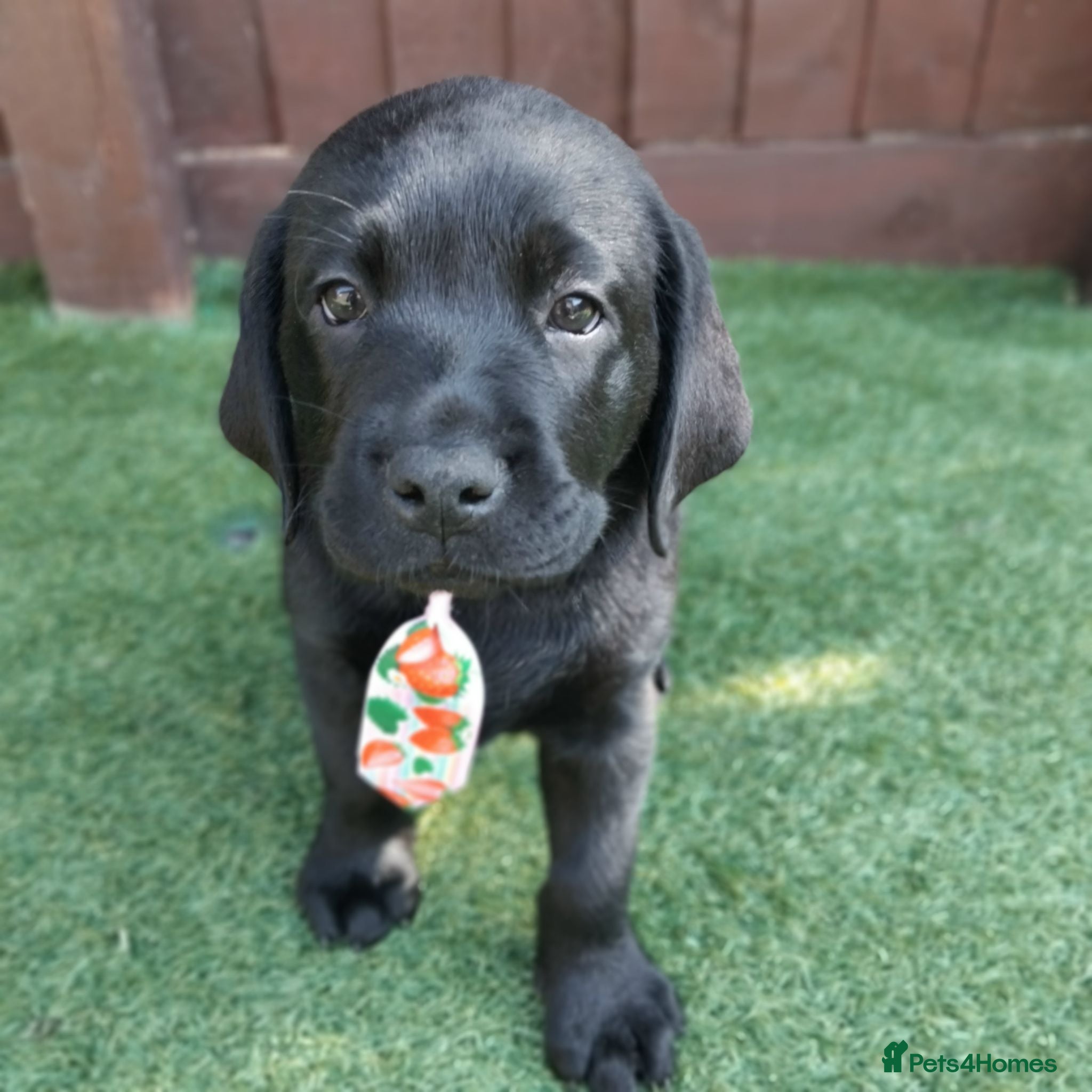 Labrador Retriever dogs  KC Black Labradors – 4 Boys & 2 Girls Available🐶 - Advert 4