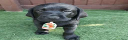 Labrador Retriever dogs for sale:  KC Black Labradors – 4 Boys & 2 Girls Available🐶 - Advert 4