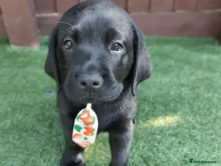 Labrador Retriever dogs KC Black Labradors – 4 Boys & 2 Girls Available🐶 - Advert 4