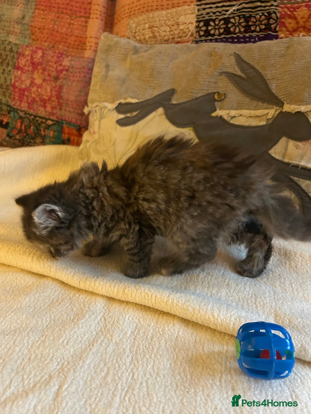 Persian cats for sale: GORGEOUS PERSIAN X KITTENS - Advert 21