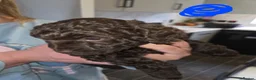 Cockapoo dogs for sale:  Absolutely stunning  F1b chocolate cockapoos  in Peterborough - Advert 29
