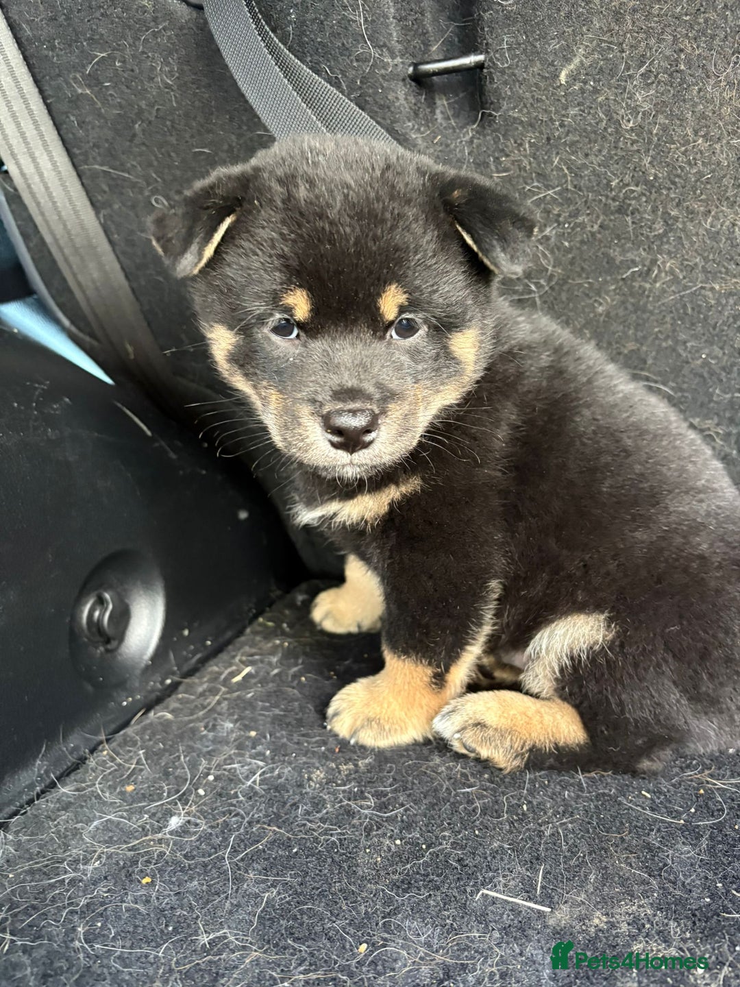 Japanese Shiba Inu dogs for sale: Multi champion Japanese Shiba Inu’s - Image 12