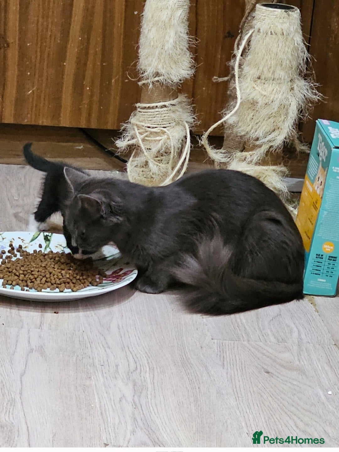 Mixed Breed cats for sale: Loving Cat Needs a New Home – URGENT 💕 - Advert 2