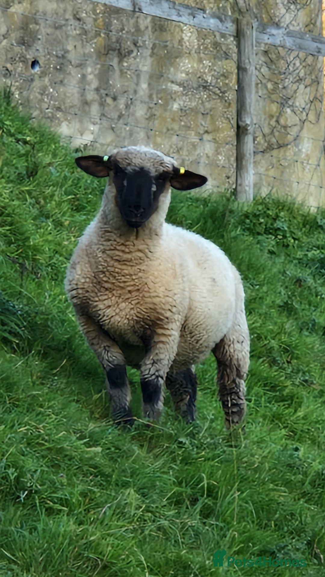 Sheep livestock for sale: 2 Hampshire Down Cross Suffolk Lambs - Advert 1