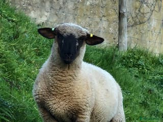 Sheep livestock 2 Hampshire Down Cross Suffolk Lambs - SOLD - Advert 9