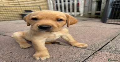 Labrador Retriever dogs - Advert 12