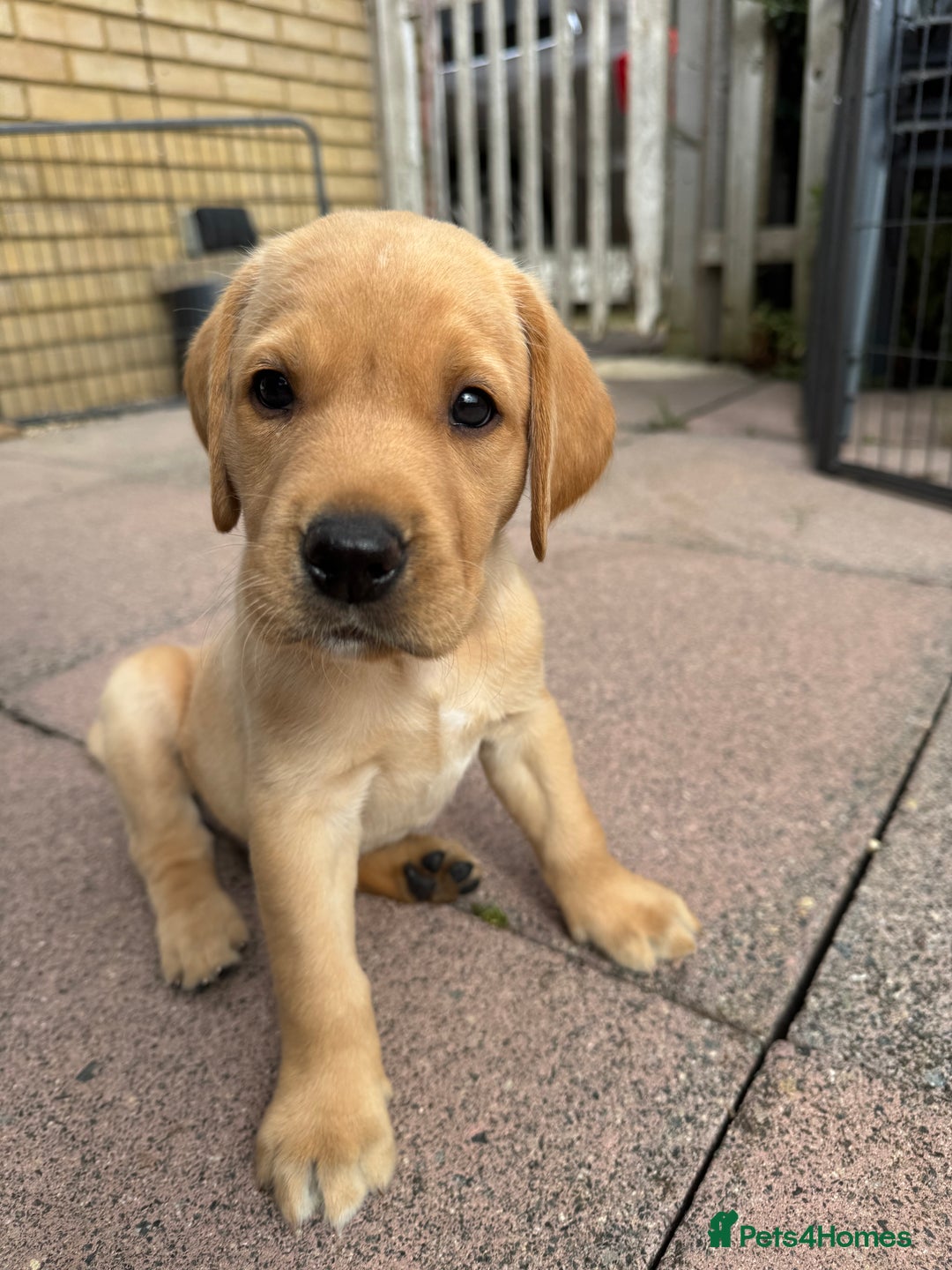 Labrador Retriever dogs for sale: KC Registered fully health tested working labrador - Image 3