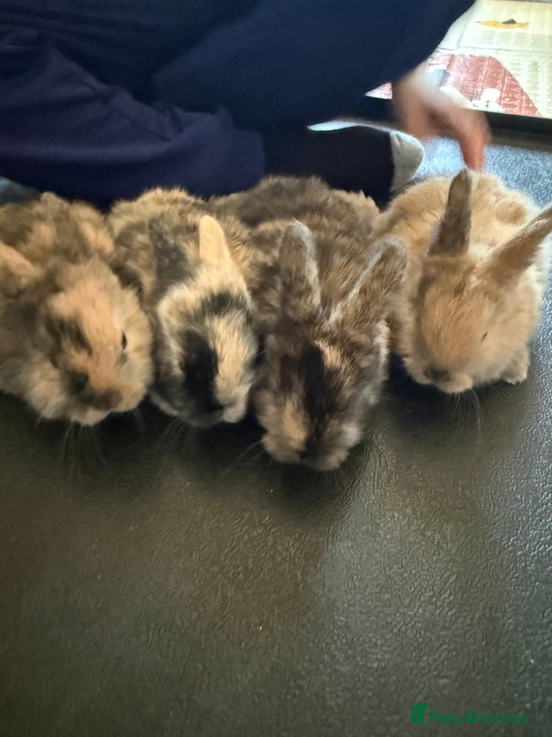 Mini Lop rabbits for sale: Mini Lop - Advert 3