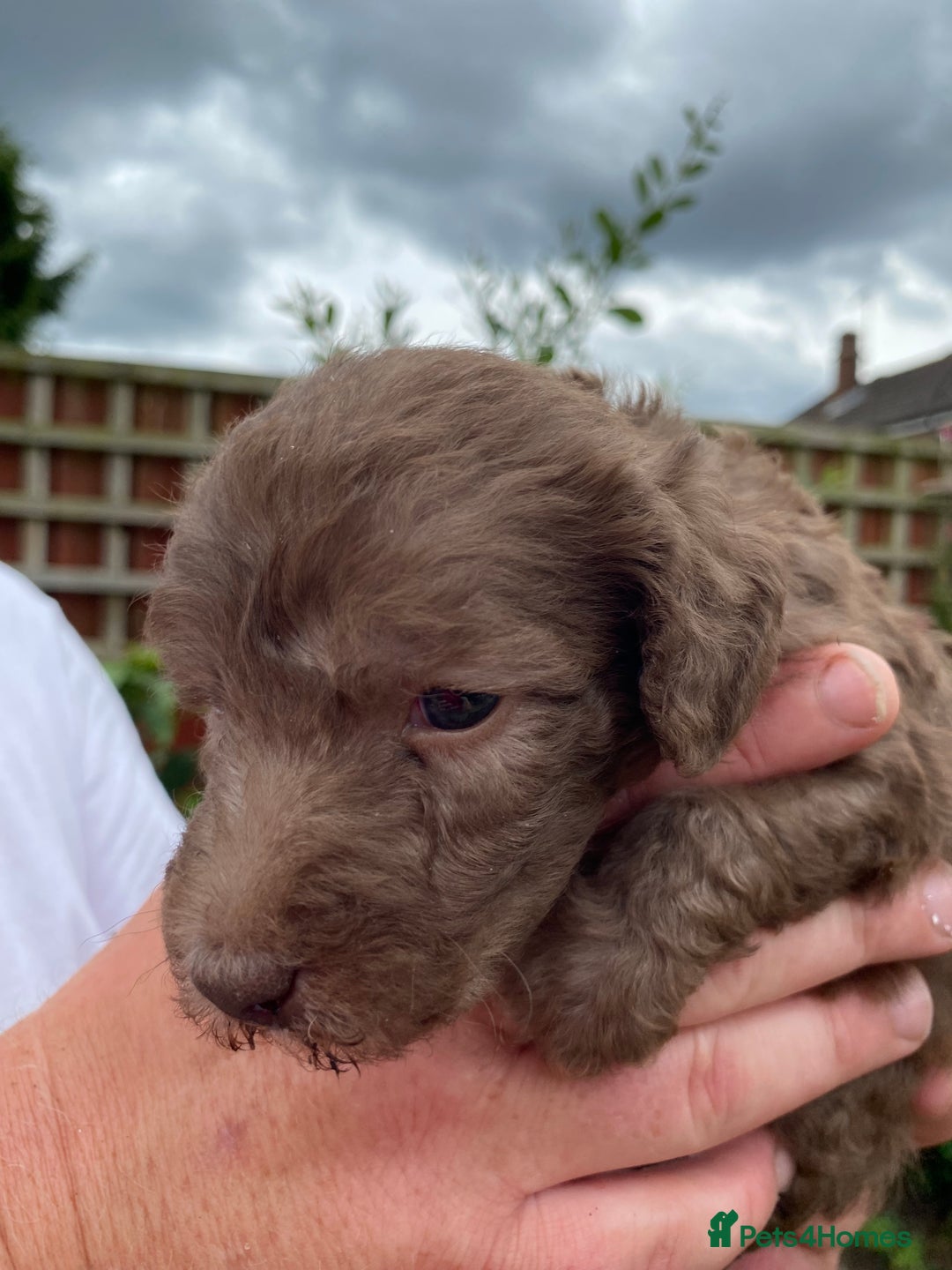Bedlington Terrier dogs for sale: Bedlington Terrier puppies for sale in Hertford - Image 16