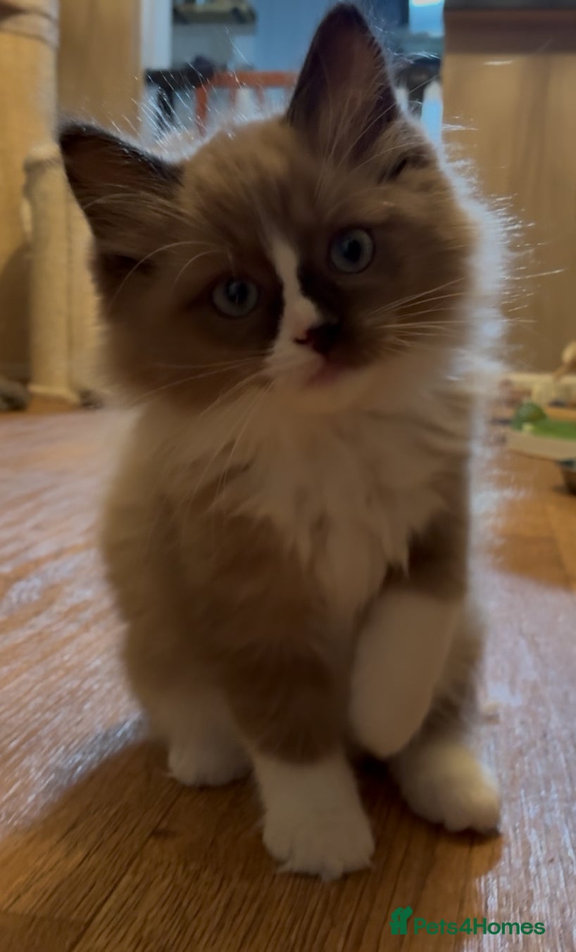 Ragdoll cats Tica registered Mink Ragdolls (cherubims) - Advert 11