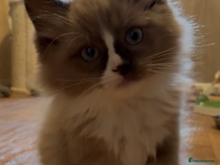 Ragdoll cats Tica registered Mink Ragdolls (cherubims) - Advert 11