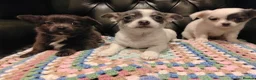 Chihuahua dogs for sale: Chihuahua Puppies for sale, Ready for loving homes - Advert 5