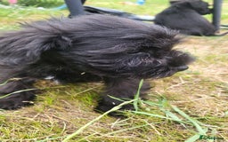 Miniature Schnauzer dogs for sale: Gorgeous littler of beautiful miniature schnauzer - Image 15