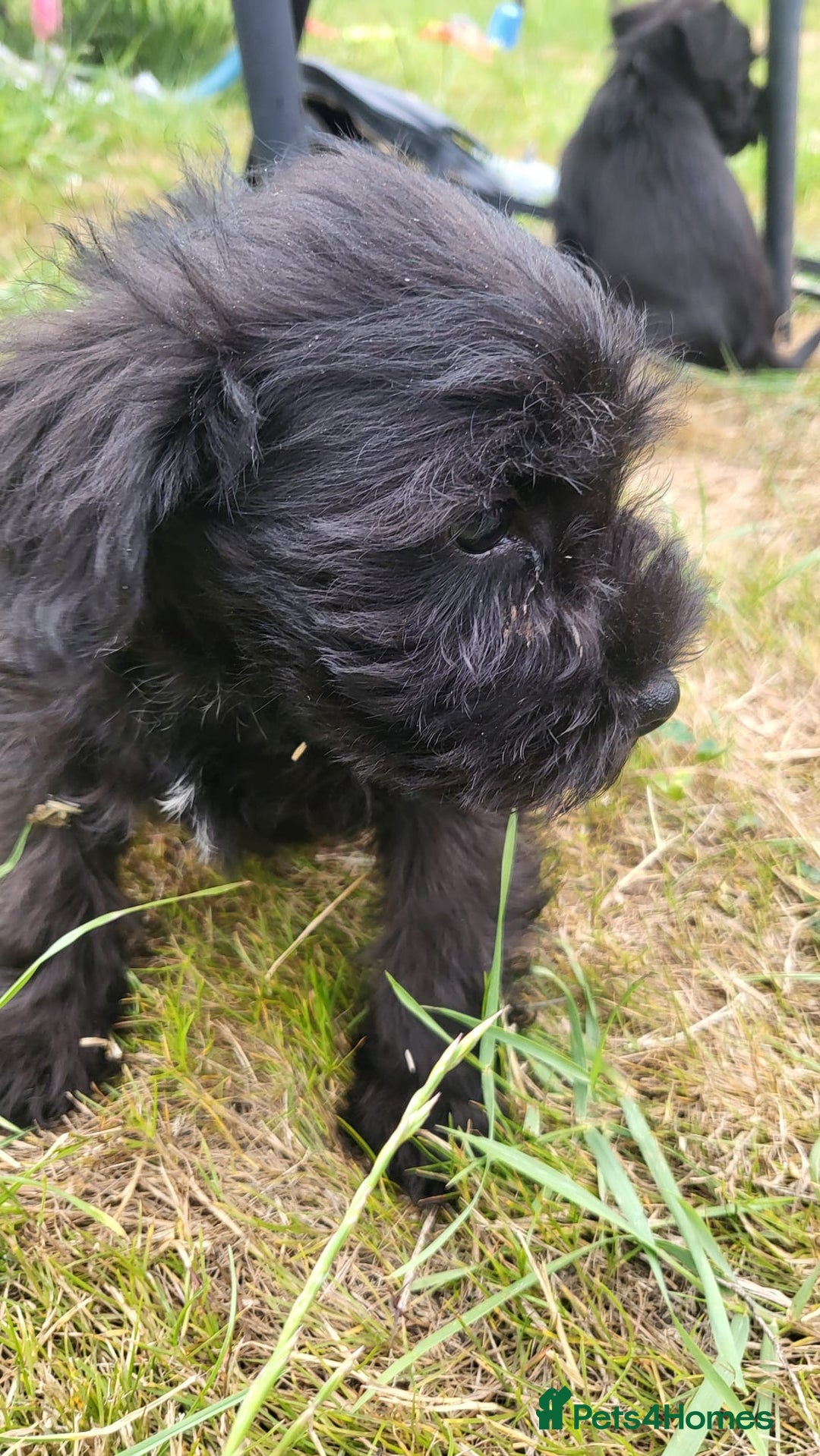Miniature Schnauzer dogs for sale: Gorgeous littler of beautiful miniature schnauzer - Image 15