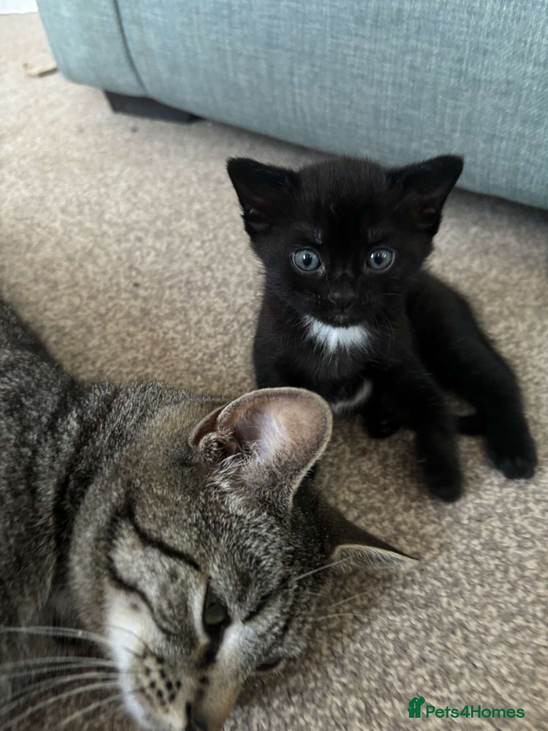 British Shorthair cats for sale: Two female kittens - Image 1