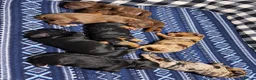 Cavapoochon dogs for sale: Beautiful health tested Cavapoo puppies - Advert 3