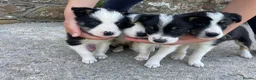 Border Collie dogs for sale: 4 Border Collie Puppies  - Advert 7