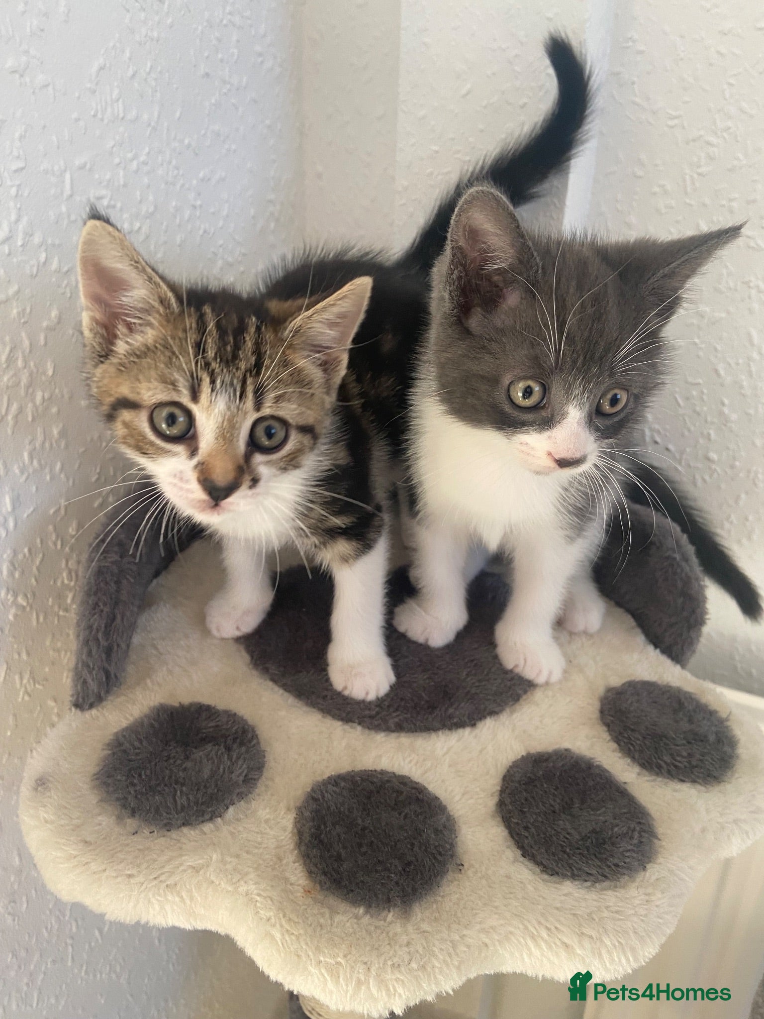 Mixed Breed cats Two lovely little girls  - Advert 1