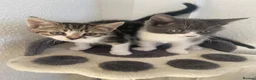 Mixed Breed cats for sale: Two lovely little girls  - Advert 1