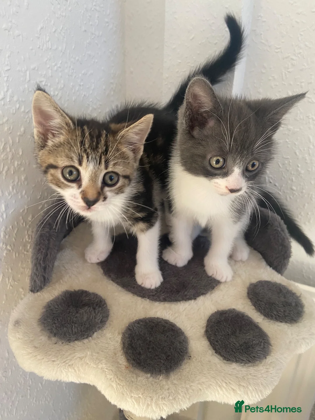 Mixed Breed cats for sale: Two lovely little girls  - Advert 1