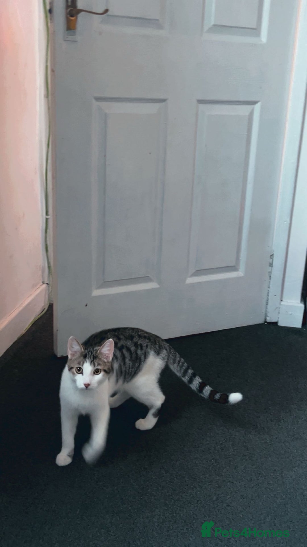 Mixed Breed cats for sale: One Female One male - Advert 4