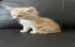 Maine Coon cats for sale: Maine Coon Cross Kittens  - Image 4