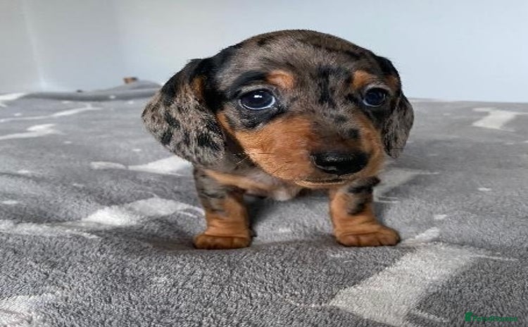 Miniature Dachshund dogs - Advert 8