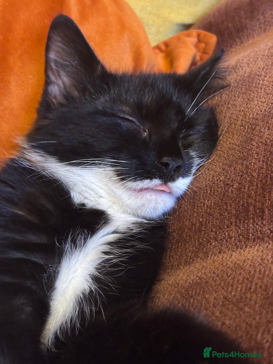 Mixed Breed cats for sale: Cat for sale  - Advert 7