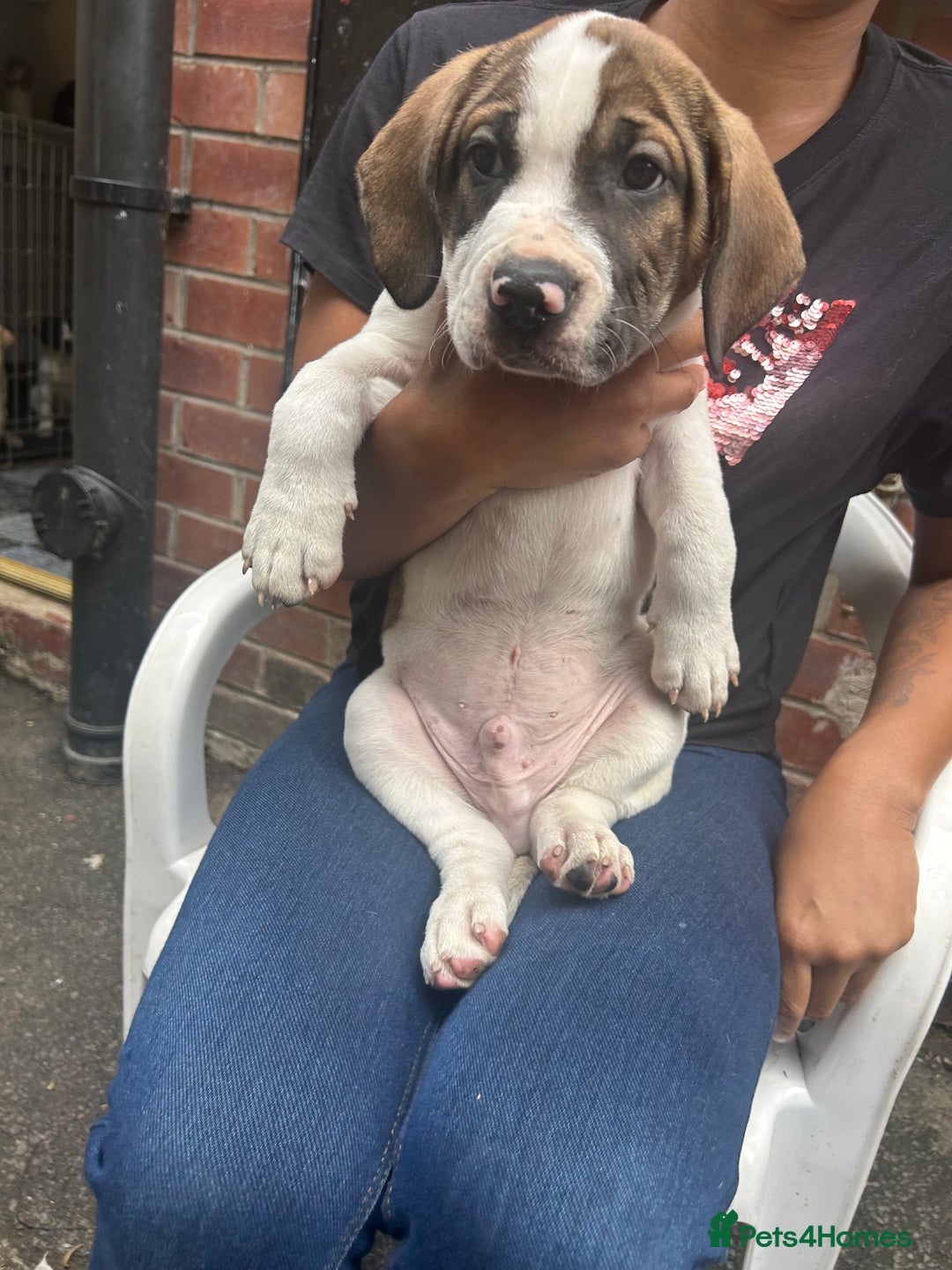 Mixed Breed dogs for sale: 🐾Cocker-Pie (Mini Hippo)s🐾 - Image 26