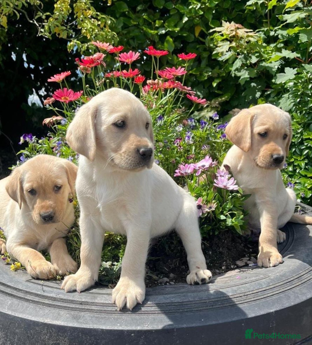 Labrador Retriever dogs for sale: Labrador puppies - Image 2