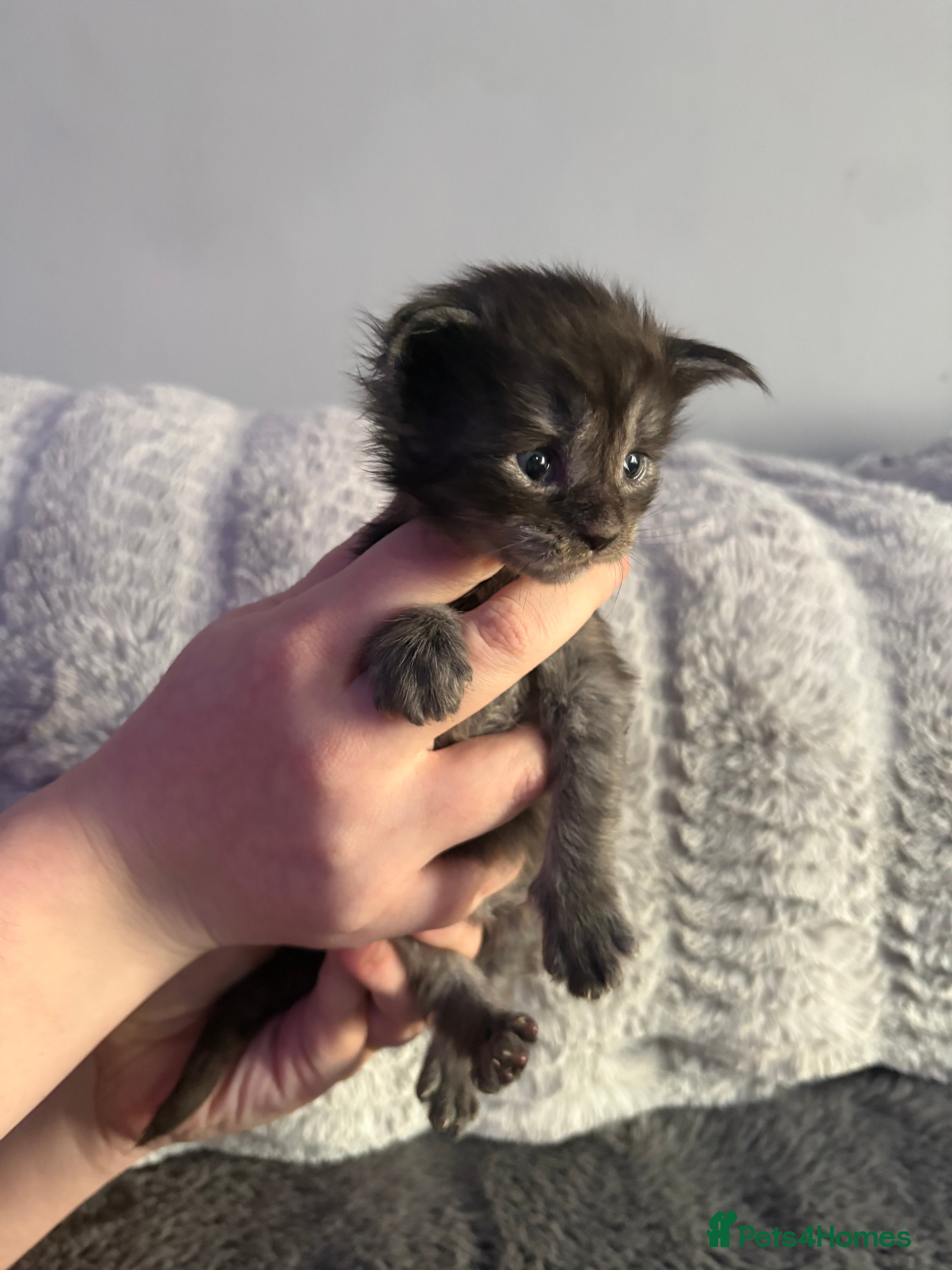 Maine Coon cats Stunning litter of Maine Coon babies - Advert 16