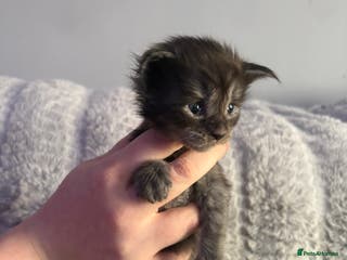 Maine Coon cats Stunning litter of Maine Coon babies - Advert 15