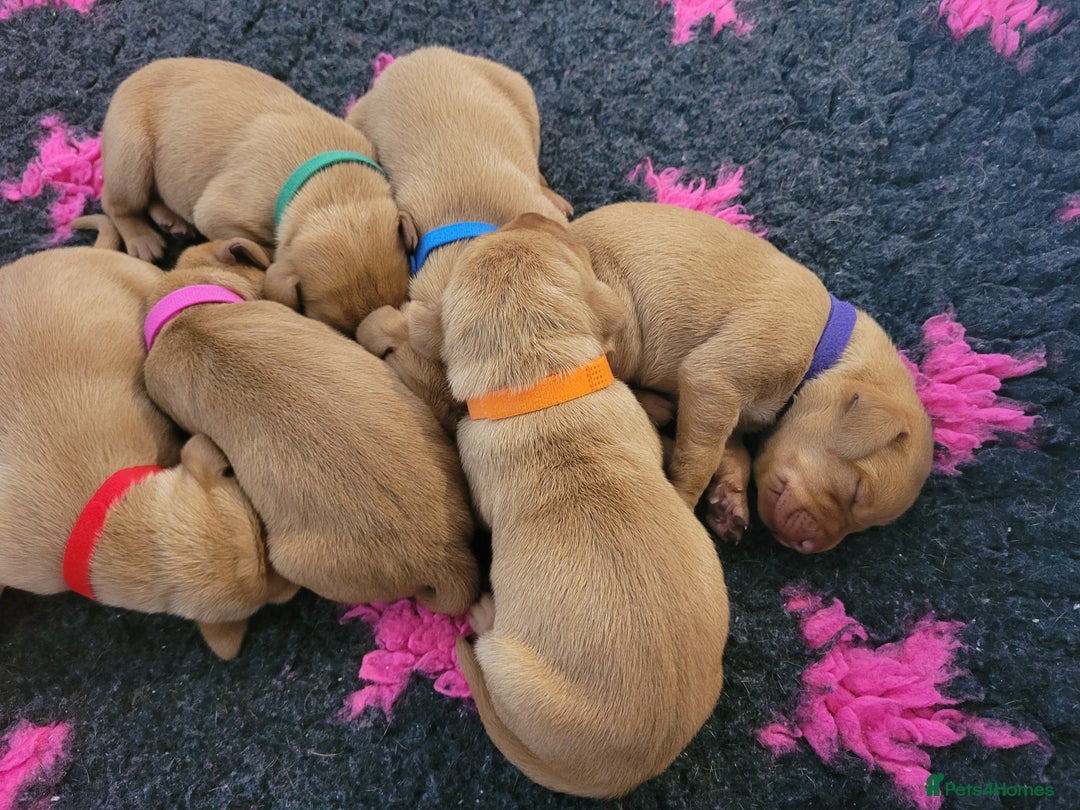 Hungarian Vizsla dogs for sale: Exceptional Hungarian Vizsla Puppies for Sale - Image 11