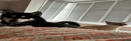 Siberian Husky dogs for sale: Carefully-raised northern breed companions - Advert 4