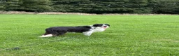 Mixed Breed dogs for sale: Old English Sheepdog mix - Advert 22