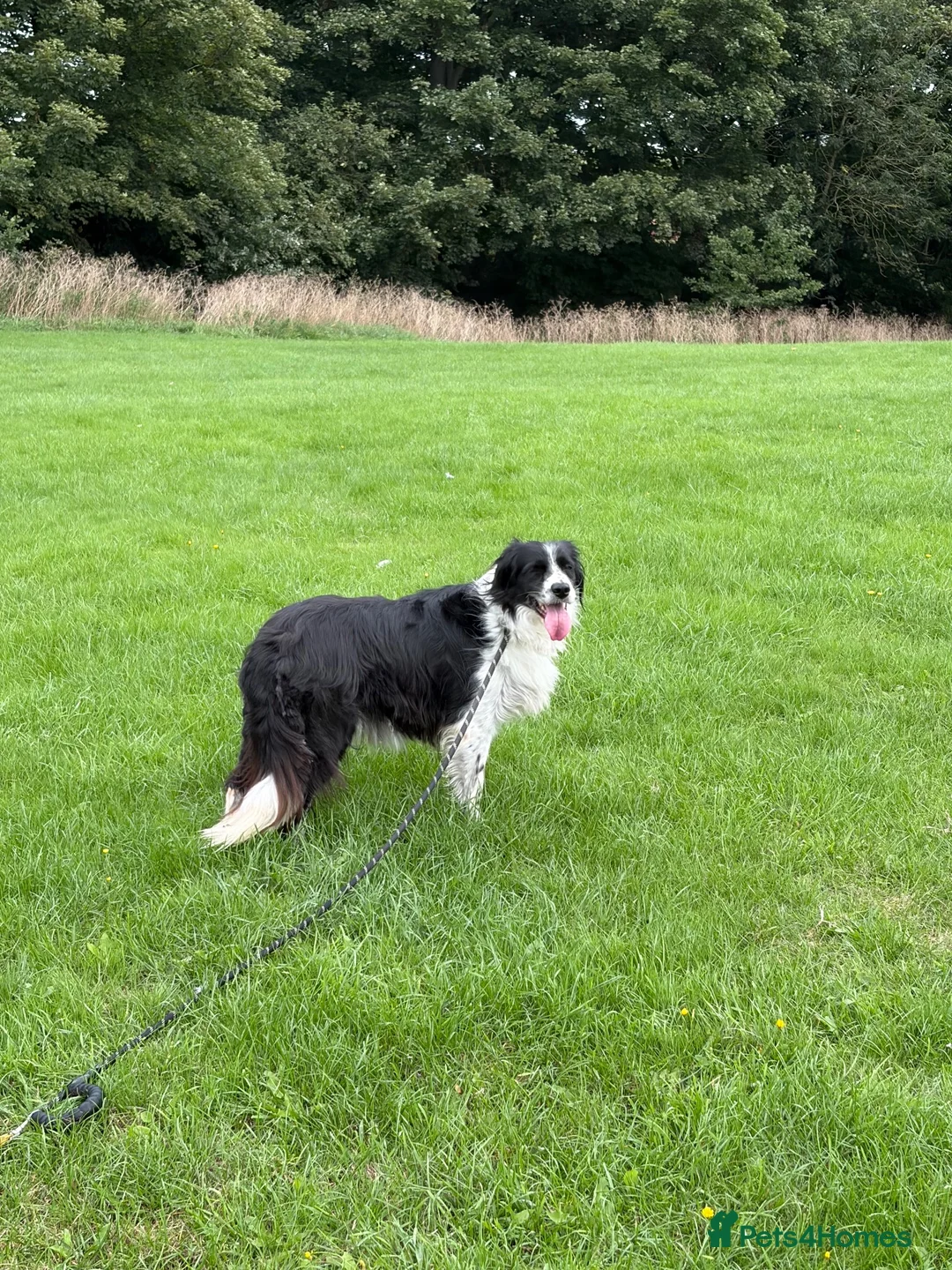 Mixed Breed dogs for sale: Old English Sheepdog mix - Advert 22