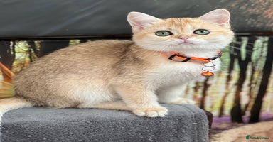 British Shorthair cats - Advert 14