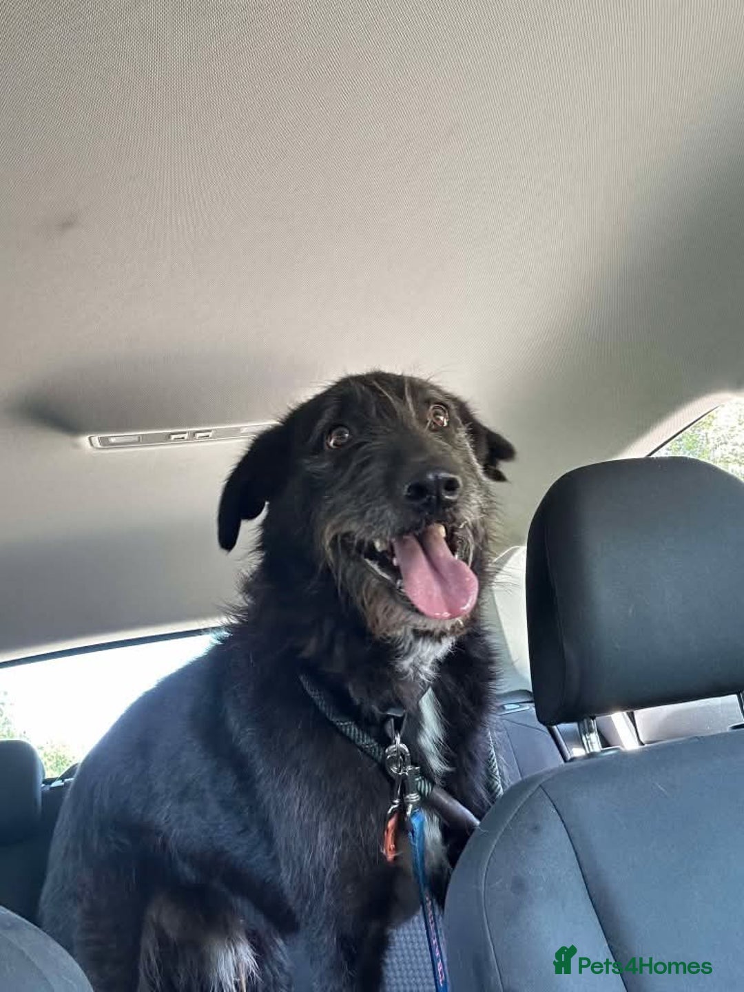 Mixed Breed dogs for adoption: Meet Magnus,currently residing in Cheshire  - Image 7