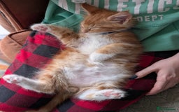Maine Coon cats for sale: Maine coon babies  - Image 2