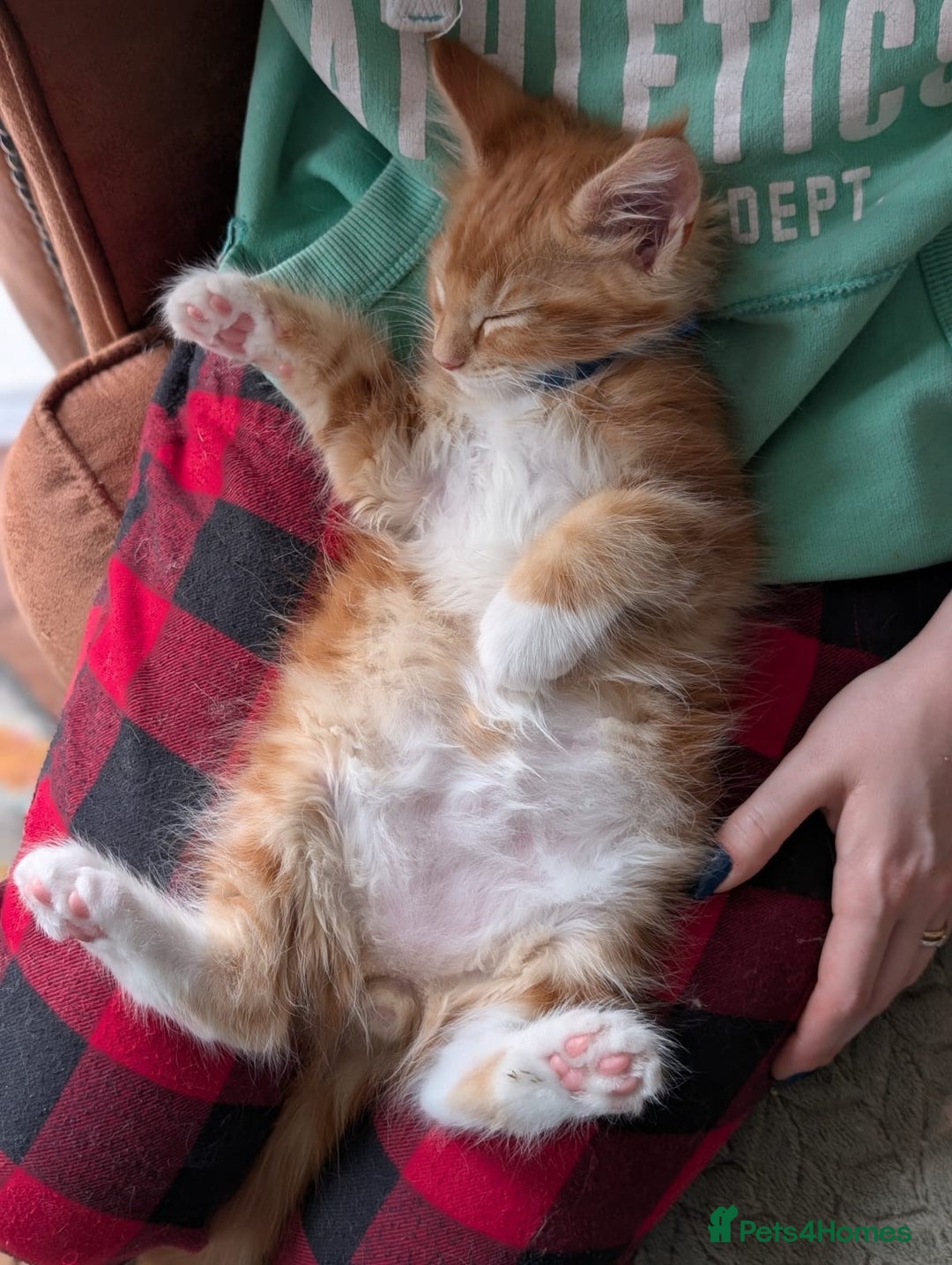 Maine Coon cats for sale: Maine coon babies  - Image 2