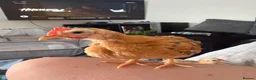 Chickens poultry for sale:     Hand-Reared Serama Pair for Loving Home in Pershore - Advert 7