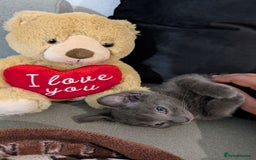 Russian Blue cats for sale: 3 Month Old Kitten Looking 4 a Loving Forever Home - Advert 5