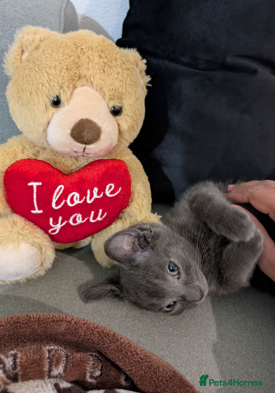 Russian Blue cats for sale: 3 Month Old Kitten Looking 4 a Loving Forever Home - Advert 5