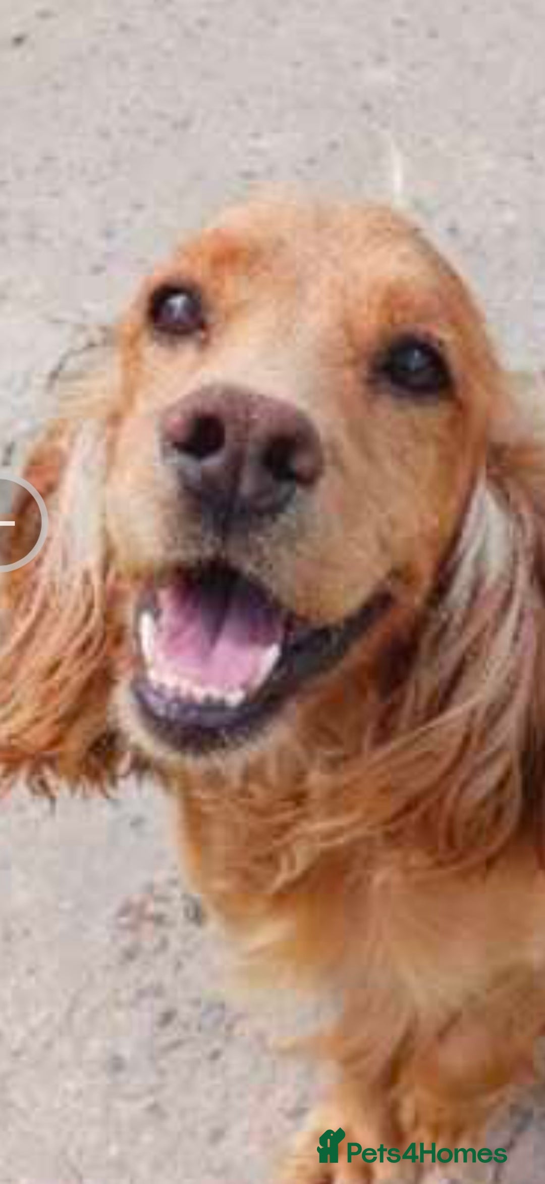 Cocker Spaniel dogs for sale: Gorgeous 14 week old boy - Image 4