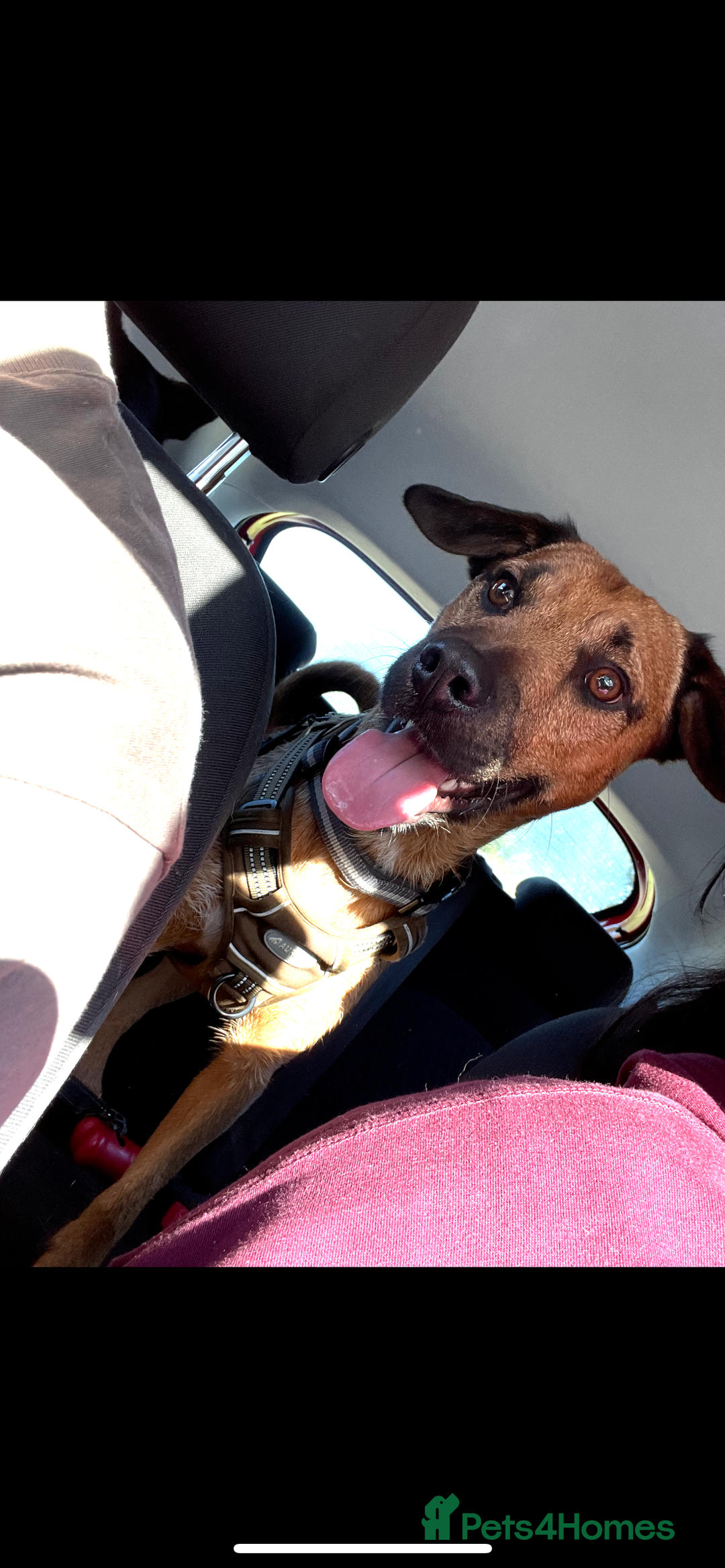 Mixed Breed dogs for sale: Diesel!! Urgent  - Image 2