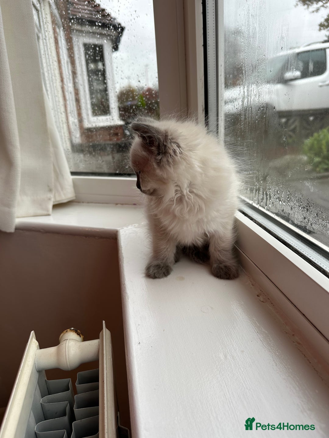 Ragdoll cats for sale: 2 PURE BRED CHAMPION LINE RAGDOLLS READY NOW - Advert 23