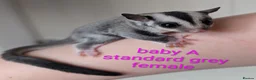 Sugar Glider rodents for sale: Mosaic Ringtail Female Sugar glider joey - Advert 5